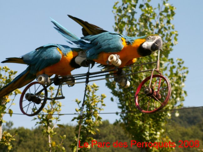 Couple d'ararauna en tandem sur le cable.